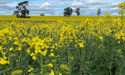 Tiểu bang New South Wales: Huỷ bỏ lệnh cấm sử dụng cây trồng biến đổi gen (GM).