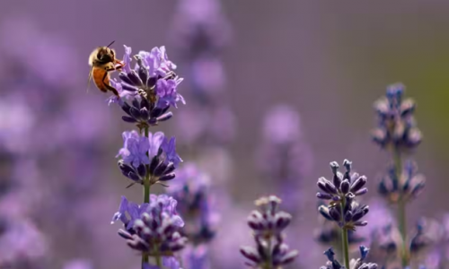Bộ não của những con ong nhỏ bé đang định hình tương lai của chúng ta như thế nào