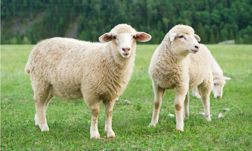Bạn Biết Gì Về Con Chiên/Cừu - Sheep? (2)