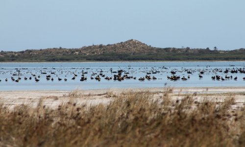 Nam Úc: Cấm săn bắt theo kế hoạch biến các hồ ven biển vùng Đông Nam thành các công viên bảo tồn