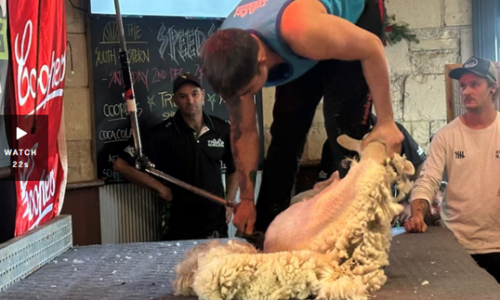 Cuộc thi xén lông cừu tại Khách sạn South Eastern, ở Mount Gambier, gây quỹ cho các nhóm địa phương