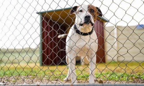 Tổ chức Phúc lợi Vật nuôi South East Animal Welfare League Nam Úc, tìm kiếm thêm nguồn đóng góp giữa lúc thỏa thuận tài trợ của hội đồng kết thúc