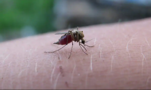 Các ca viêm não Nhật Bản đầu tiên trong mùa hè nhắc người Úc cảnh giác cao với muỗi