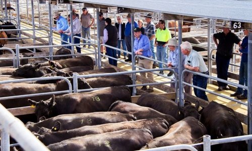 Việc nâng cấp chợ bán gia súc Millicent Stock Saleyards bị hoãn lại khi hội đồng xem xét việc đóng cửa