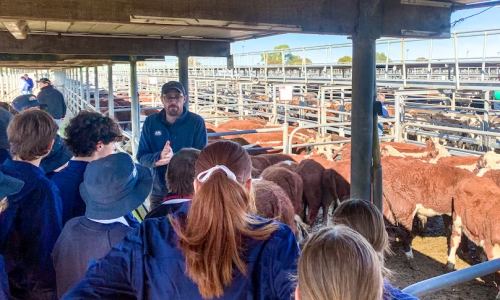 Các trường học ở Nam Úc muốn mở lại các lớp dạy về nông nghiệp, nhưng cần phải có giáo viên.