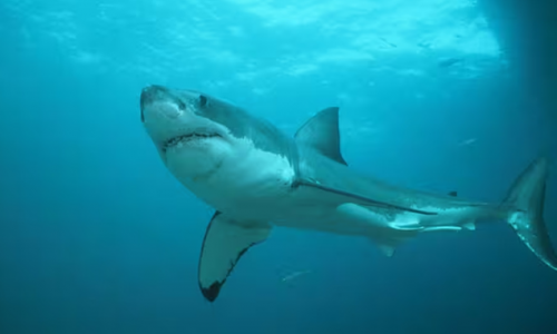 Bạn nên làm gì khi bất ngờ chạm trán với cá mập?