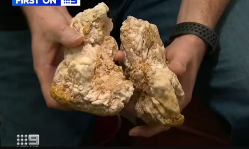 Một người đào vàng nghiệp dư tìm thấy cục vàng trị giá $240.000 ở Victoria