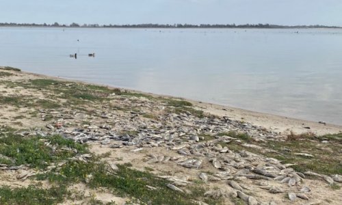 Hàng nghìn con cá chép chết trôi dạt vào Hồ Bonney ở thị trấn Barmera, nhưng Bộ trưởng cho biết không có mối đe dọa nào đối với sức khỏe cộng đồng