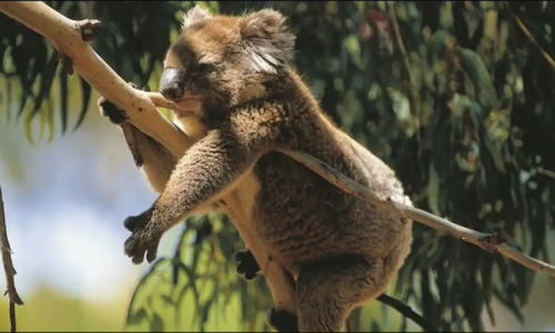 Ứng dụng nhiều phương tiện để bảo vệ Koala khỏi tuyệt chủng