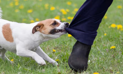 Chó nhỏ gây chuyện lớn: Bưu điện Úc báo cáo hơn 55 vụ chó tấn công người đưa thư mỗi tuần