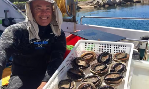 Tìm hiểu việc đánh bắt và tiêu thụ bào ngư tại Úc
