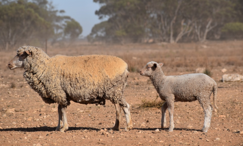 Nông dân Nam Úc cho rằng ​​tình trạng khô hạn sẽ trở nên tồi tệ hơn giữa lúc sự lạc quan giảm mạnh