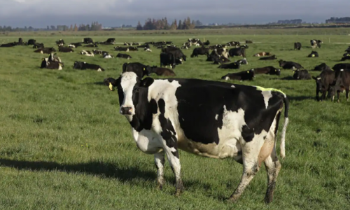 New Zealand nghiên cứu thực phẩm biến đổi gene cho động vật nhai lại, giúp giảm khí mê-tan
