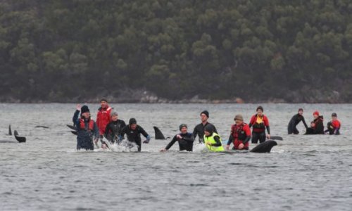 Hàng trăm cá voi mắc cạn, người Úc đổ ra biển giải cứu