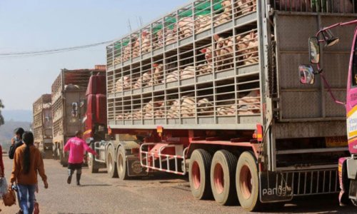 Campuchia: Tranh cãi giữa người nuôi heo và doanh nghiệp nhập cảng.