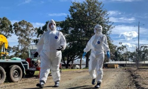 Victoria: Dịch cúm gia cầm bùng phát, đe dọa đến các trang trại chăn nuôi gà thả vườn