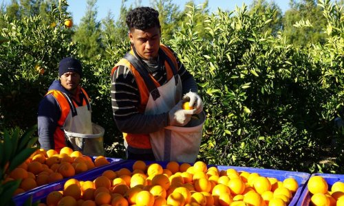 Mối quan tâm của người trồng cam quýt ở tiểu bang Nam Úc vì chi phí kiểm dịch cao đối với Người dân Vùng Đảo Pacific Island (Vùng Đảo Thái Bình Dương).