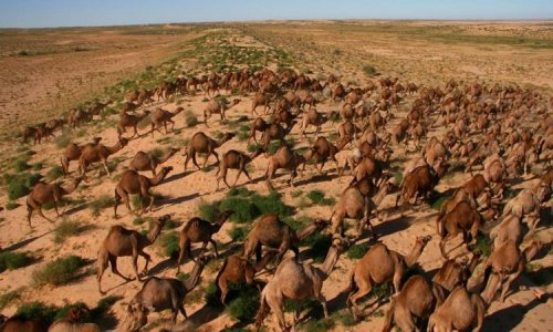 Nguyên nhân khiến hơn 10,000 con lạc đà ở Nam Úc bị tiêu diệt