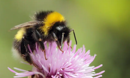 Loài ong đang bị căng thẳng và thực phẩm chúng ta phần lớn dựa vào chúng