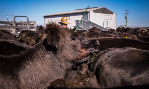 Úc rơi vào cuộc khủng hoảng thịt bò