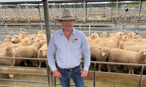 Người nuôi cừu ở Úc 'hốt bạc' vì nhu cầu da cừu từ Trung Quốc