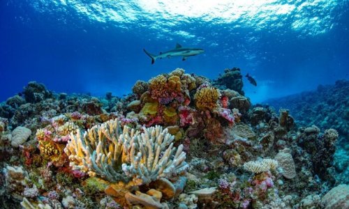 Các nhà nghiên cứu hoàn thành bản đồ chi tiết đầu tiên về san hô toàn cầu