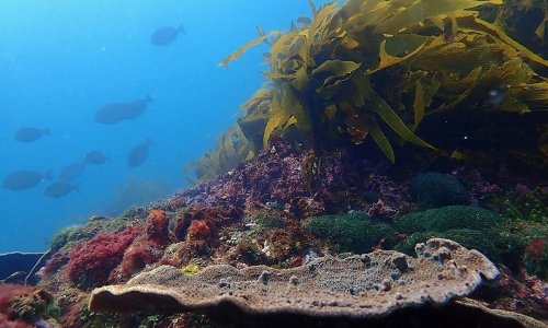 Tại sao những cánh rừng tảo bẹ ngoài khơi Bắc NSW biến mất đã báo động đến hệ sinh thái vịnh Sydney?