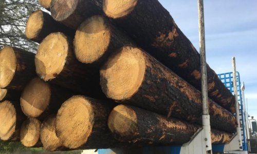 Lệnh cấm của Trung Quốc khuấy lên lời  kêu gọi đại tu ngành công nghiệp chế biến gỗ