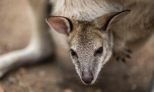 Hai thiếu niên ở NSW nhận tội giết hại 14 con kangaroo