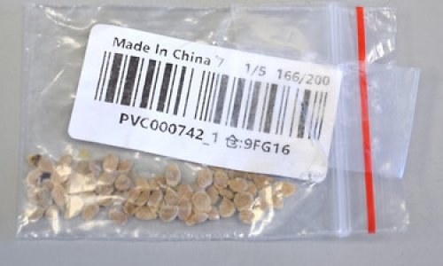Cảnh báo về những gói ‘hạt giống bí ẩn’ được gửi từ Á Châu đến Úc