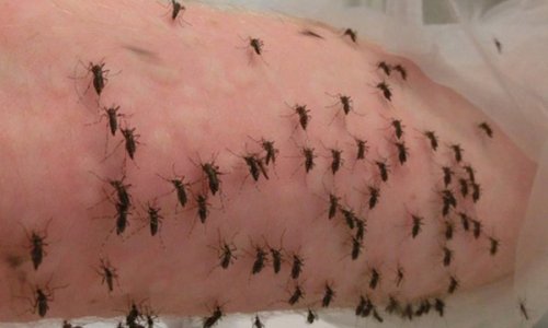Kỷ lục: Nhà nghiên cứu Úc cho 5.000 con muỗi đốt trong một ngày vì khoa học