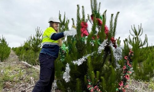 Quà tặng cây thông Noel làm không khí lễ hội thêm phần vui vẻ giữa bối cảnh nhu cầu tiêu dùng trong nước tăng vọt