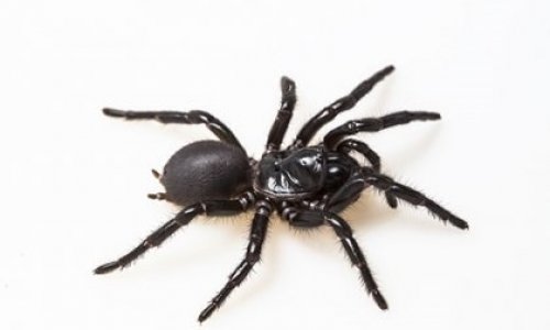 Úc Nghiên cứu khả năng dùng nọc độc nhện cứu người nhồi máu cơ tim
