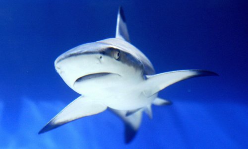 500,000 con cá mập có thể bị giết để chế tạo vaccine Covid-19