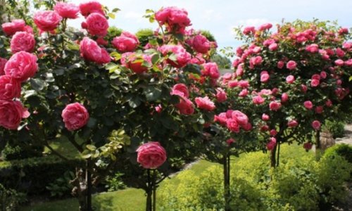 Niềm vui bất tận: Thiết lập một vườn hồng đủ có bông tươi cắt cắm bình quanh năm