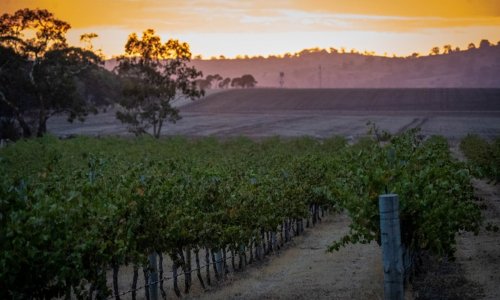 Những người có thế lực ở Barossa Valley xung đột về tương lai phát triển của vùng sản xuất rượu vang