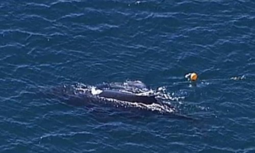 Queensland: Cá voi vô tìn h bị mắc kẹt trong lưới bắt cá mập ở North Stradbroke Island