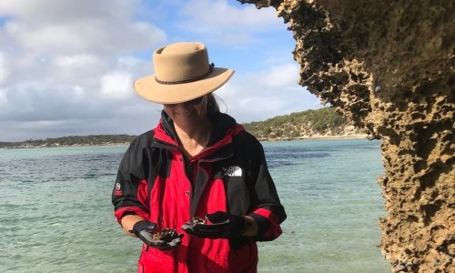 Nghiên cứu tiết lộ hạt nhựa siêu nhỏ hiện diện trong loài vẹm sống dọc theo các bãi biển tiểu bang Nam Úc