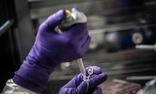 Úc thử nghiệm vaccine phòng chống coronavirus Covid-19 trên chồn