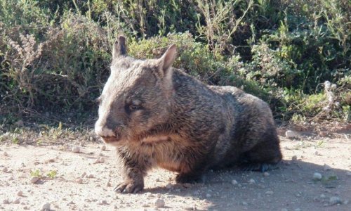 Việc hạ sát có chọn lọc gấu túi mũi lông Wombat gây tranh cãi ở Nam Úc bị tổ chức người bản địa Aboriginal Lands Trust hủy bỏ.