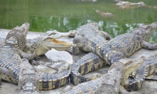Hàng chục con cá sấu con bị bắt trộ m tại công viên hoang dã