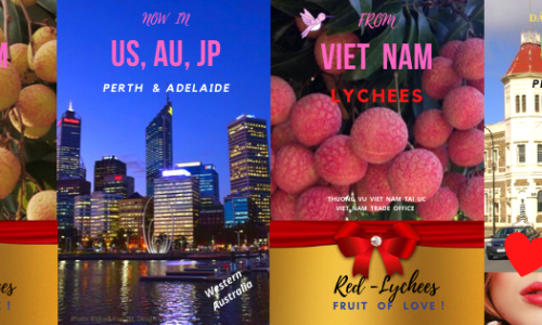 Vải U hồng Việt Nam chuẩn bị cập cảng Australia