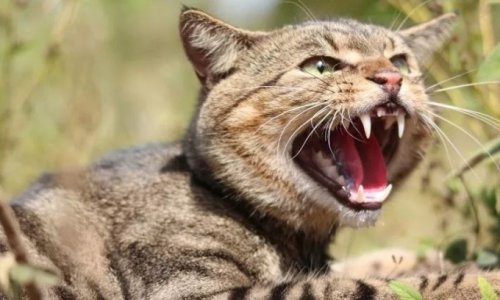 Úc tìm cách tiêu diệt 6 triệu mèo hoang