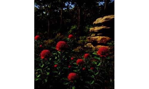 Watarah: Loài hoa biểu tượng của New South Wales