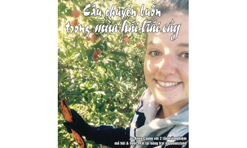 mồ hôi & nước mắt: Câu chuyện buồn trong mùa hái trái cây