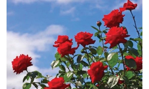 Làm vườn là 1 thú vui - Thực hiện nhân giống cây hoa hồng