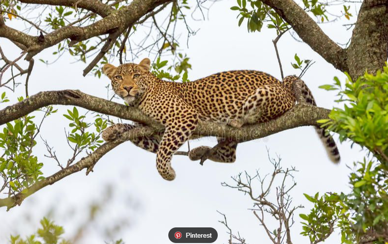 Bạn Biết Gì Về Con Beo - Báo Đốm – Leopard
