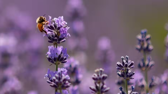 Bộ não của những con ong nhỏ bé đang định hình tương lai của chúng ta như thế nào