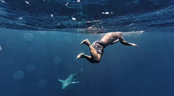 Gặp cá mập khi tắm biển tại Úc, dù sợ hãi, hãy làm những điều sau...