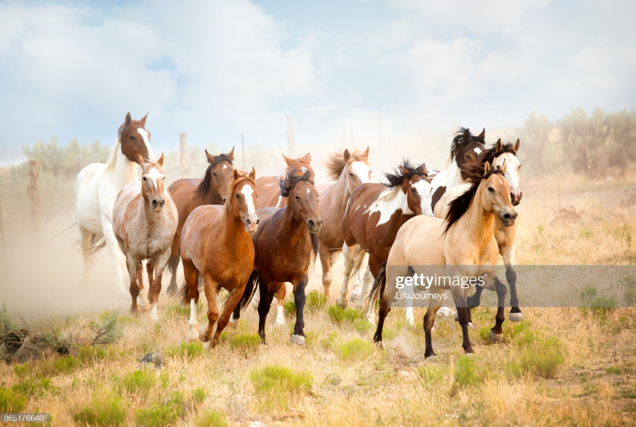 Bạn Biết Gì Về Con Ngựa – Horse (1)